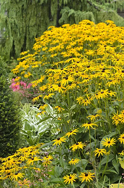 523122 - Orange cone flower (Rudbeckia fulgida)