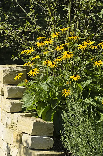 571047 - Orange cone flower (Rudbeckia fulgida)