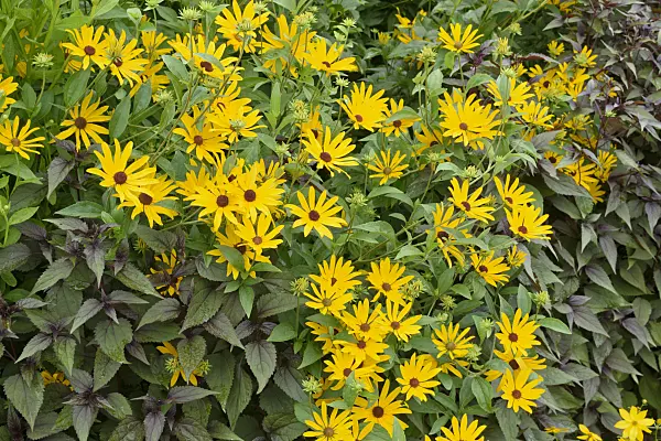 572104 - Orange cone flower (Rudbeckia fulgida)