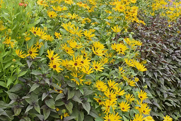 572105 - Orange cone flower (Rudbeckia fulgida)