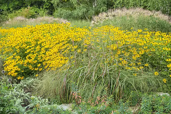 625055 - Orange cone flower (Rudbeckia fulgida)