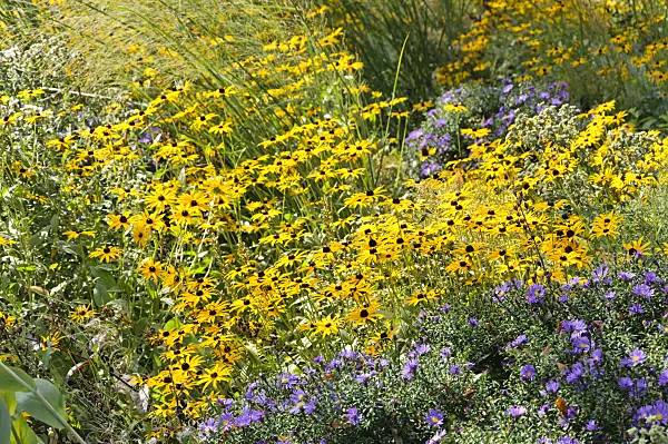 488106 - Orange cone flower (Rudbeckia fulgida) and asters (Aster)