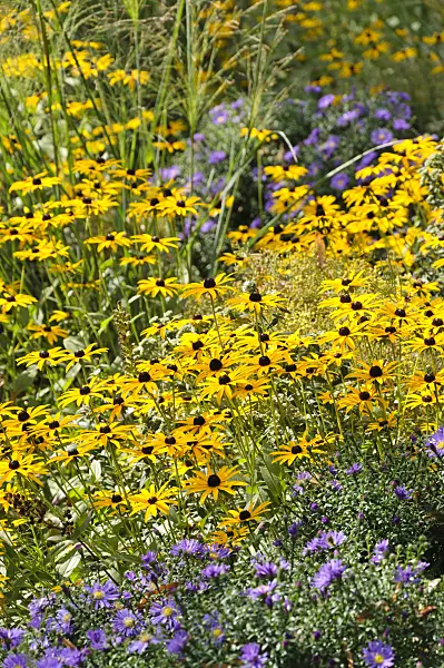 488107 - Orange cone flower (Rudbeckia fulgida) and asters (Aster)