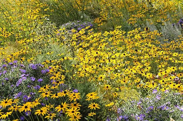 488108 - Orange cone flower (Rudbeckia fulgida) and asters (Aster)