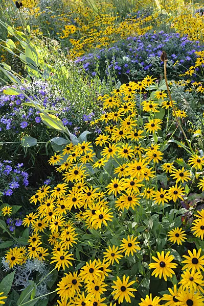 488130 - Orange cone flower (Rudbeckia fulgida) and asters (Aster)