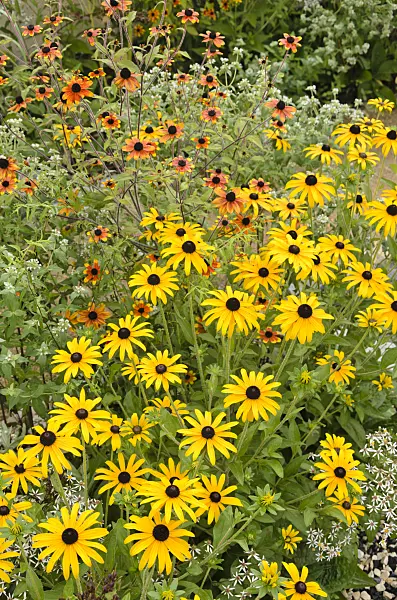 547321 - Orange cone flower (Rudbeckia fulgida) and brown-eyed Susan (Rudbeckia triloba 'Prairie Glow')