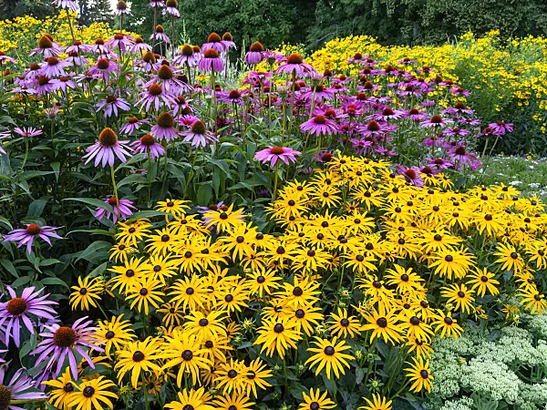 451001 - Orange cone flower (Rudbeckia fulgida) and cone flower (Echinacea)