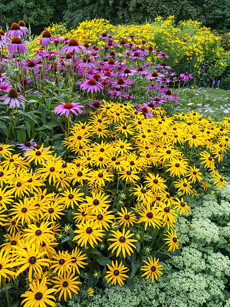 451002 - Orange cone flower (Rudbeckia fulgida) and cone flower (Echinacea)