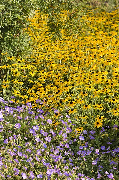 548068 - Orange cone flower (Rudbeckia fulgida) and cranesbills (Geranium)