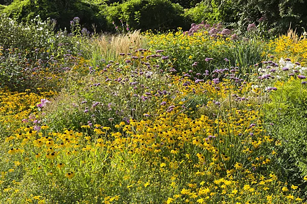 511127 - Orange cone flower (Rudbeckia fulgida) and purpletop vervain (Verbena bonariensis)