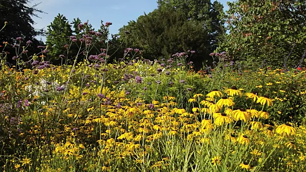 511137 - Orange cone flower (Rudbeckia fulgida) and purpletop vervain (Verbena bonariensis)