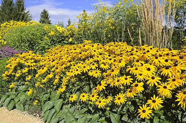535152 - Orange cone flower (Rudbeckia fulgida) and reed grass (Calamagrostis x acutiflora 'Karl Foerster')