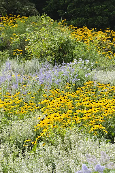 487139 - Orange cone flower (Rudbeckia fulgida) and Russian sage (Perovskia)