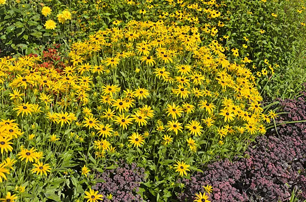 535147 - Orange cone flower (Rudbeckia fulgida) and showy stonecrop (Sedum spectabile 'Purple Emperor' syn. Hylotelephium spectabile 'Purple Emperor')