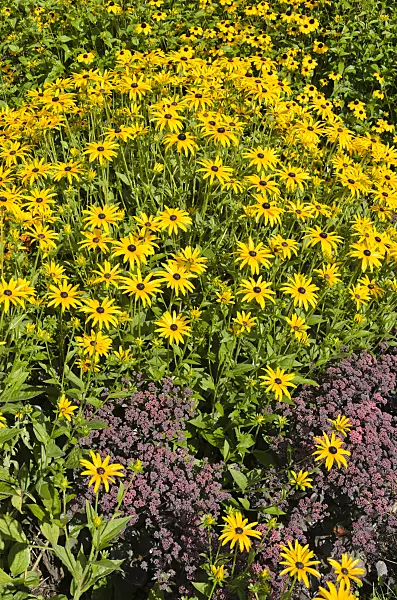 535148 - Orange cone flower (Rudbeckia fulgida) and showy stonecrop (Sedum spectabile 'Purple Emperor' syn. Hylotelephium spectabile 'Purple Emperor')