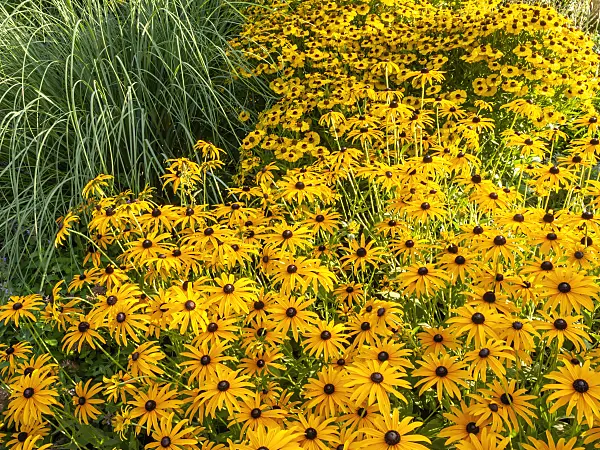 428348 - Orange cone flower (Rudbeckia fulgida) and sneezeweed (Helenium)
