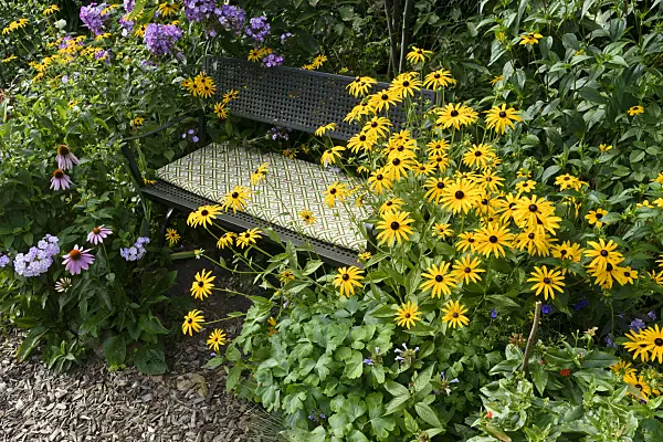 559083 - Orange cone flower (Rudbeckia fulgida), garden phlox (Phlox paniculata) and purple cone flower (Echinacea purpurea)