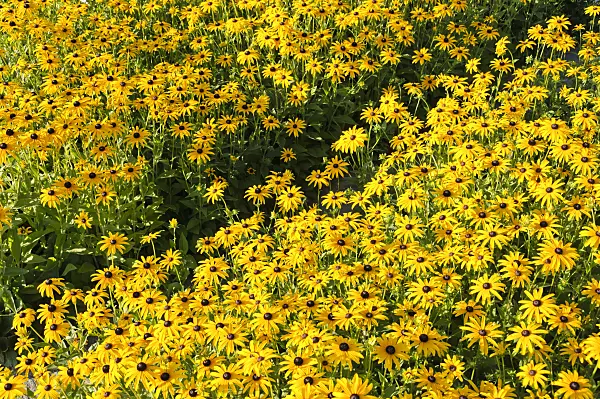 487115 - Orange cone flower (Rudbeckia fulgida 'Goldsturm')