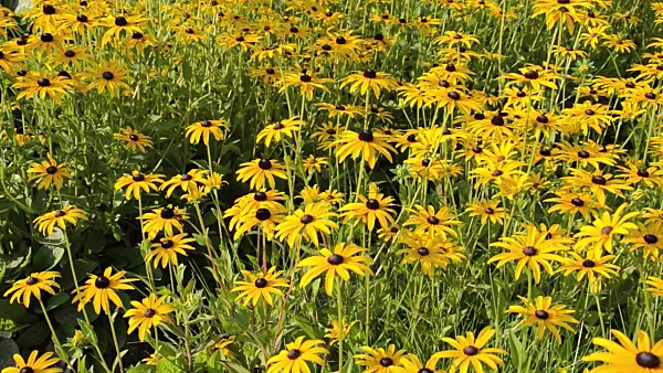 499069 - Orange cone flower (Rudbeckia fulgida 'Goldsturm')