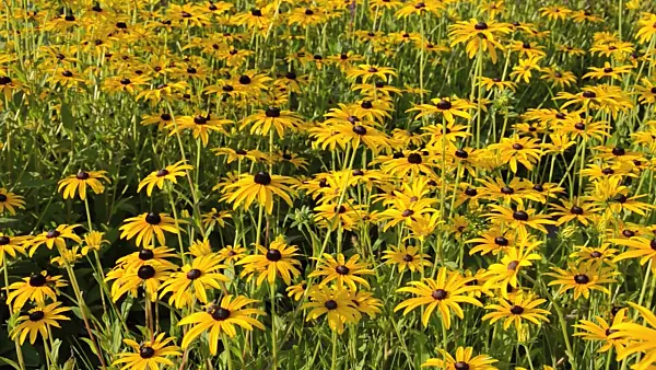 499070 - Orange cone flower (Rudbeckia fulgida 'Goldsturm')