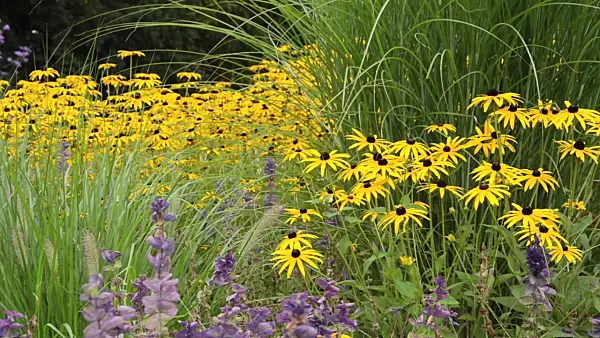 499138 - Orange cone flower (Rudbeckia fulgida 'Goldsturm')