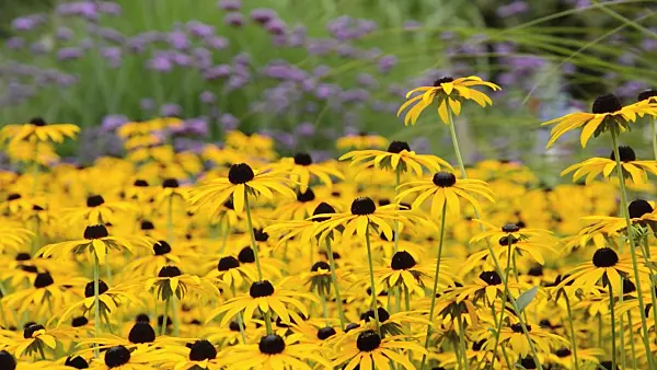 499140 - Orange cone flower (Rudbeckia fulgida 'Goldsturm')