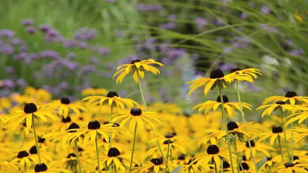 499141 - Orange cone flower (Rudbeckia fulgida 'Goldsturm')