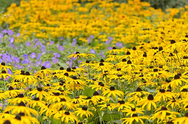 523109 - Orange cone flower (Rudbeckia fulgida 'Goldsturm')