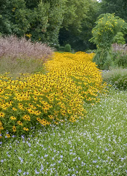 547291 - Orange cone flower (Rudbeckia fulgida 'Goldsturm') and Chinese silver grass (Miscanthus sinensis 'Kleine Fontäne')