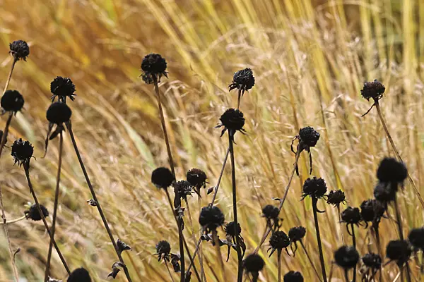 428256 - Orange cone flower (Rudbeckia fulgida 'Goldsturm') and Japanese forest grass (Hakonechloa macra)