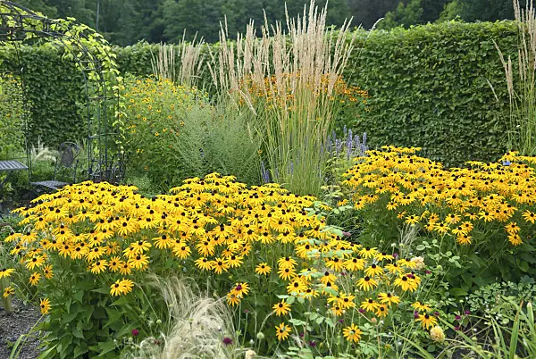 517472 - Orange cone flower (Rudbeckia fulgida 'Goldsturm') and reed grass (Calamagrostis x acutiflora 'Waldenbuch')
