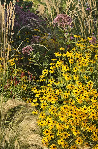 548067 - Orange cone flower (Rudbeckia fulgida), knotgrasses (Bistorta) and Joe-Pye weed (Eupatorium)