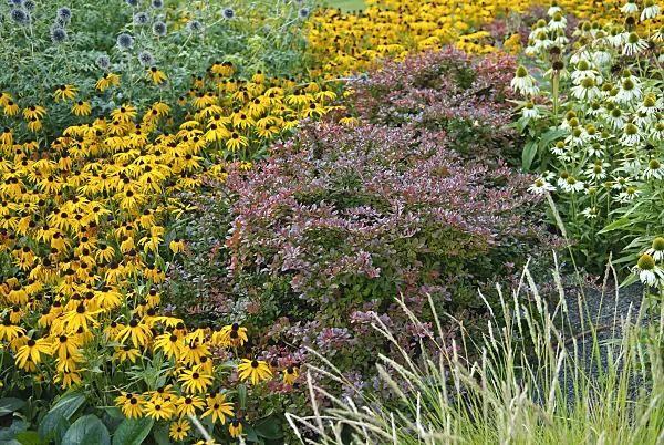 502118 - Orange cone flower (Rudbeckia fulgida), purple leaf barberry (Berberis thunbergii 'Atropurpurea Nana') and purple cone flower (Echinacea purpurea 'Alba')