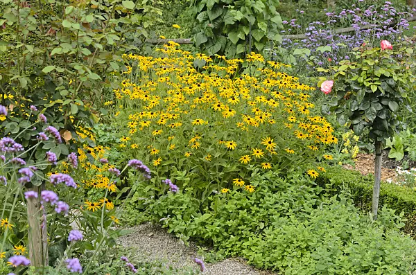535182 - Orange cone flower (Rudbeckia fulgida), purpletop vervain (Verbena bonariensis) and rose (Rosa)