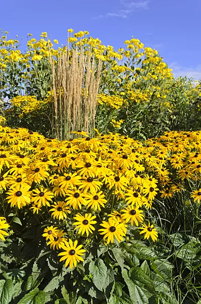 535153 - Orange cone flower (Rudbeckia fulgida), reed grass (Calamagrostis x acutiflora 'Karl Foerster') and shiny cone flower (Rudbeckia nitida)