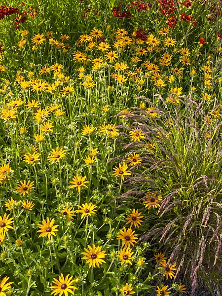 404010 - Orange cone flower (Rudbeckia fulgida var. deamii)