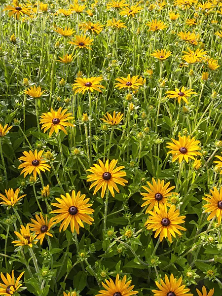 404011 - Orange cone flower (Rudbeckia fulgida var. deamii)