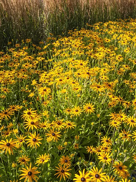 404047 - Orange cone flower (Rudbeckia fulgida var. deamii)