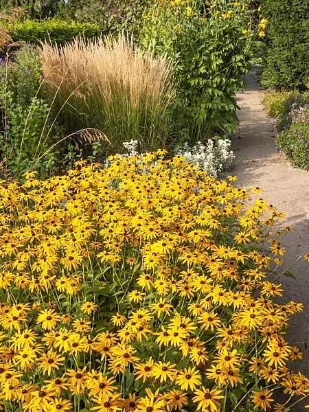 417030 - Orange cone flower (Rudbeckia fulgida var. deamii)