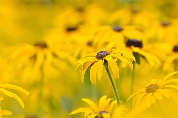 475137 - Orange cone flower (Rudbeckia fulgida var. deamii)
