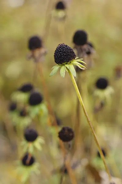 489149 - Orange cone flower (Rudbeckia fulgida var. deamii)