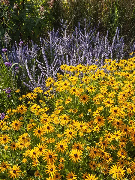 404048 - Orange cone flower (Rudbeckia fulgida var. deamii) and Russian sage (Perovskia abrotanoides)