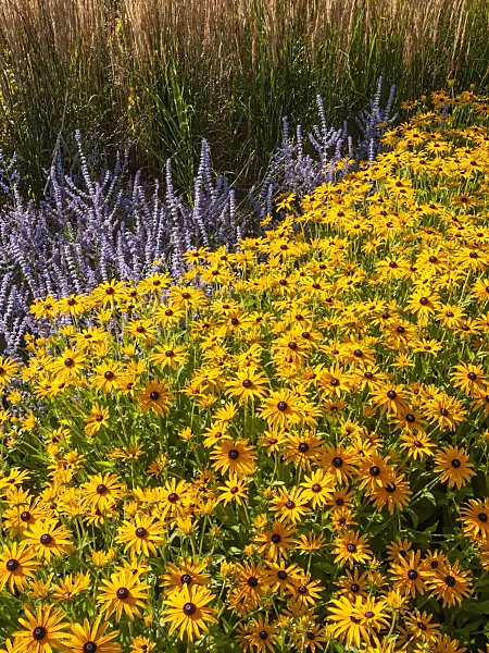 404049 - Orange cone flower (Rudbeckia fulgida var. deamii) and Russian sage (Perovskia abrotanoides)