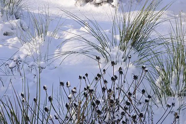518068 - Orange cone flower (Rudbeckia fulgida) with grasses in snow