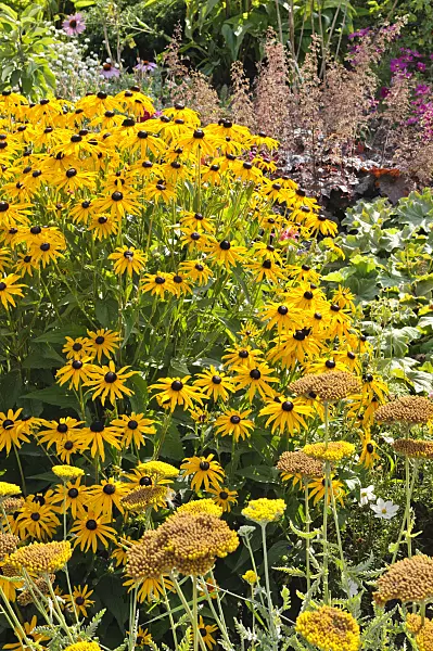 475085 - Orange cone flower (Rudbeckia fulgida), yarrow (Achillea) and alumroot (Heuchera)