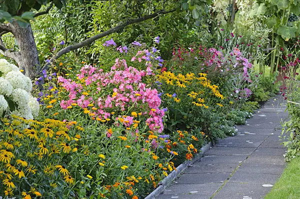 474325 - Orange cone flowers (Rudbeckia fulgida), pot marigolds (Calendula officinalis), garden phlox (Phlox paniculata) and bellflowers (Campanula)