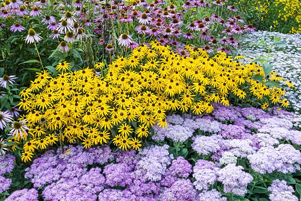 452070 - Orange cone flowers (Rudbeckia fulgida), stonecrops (Sedum), cone flowers (Echinacea) and asters (Aster)