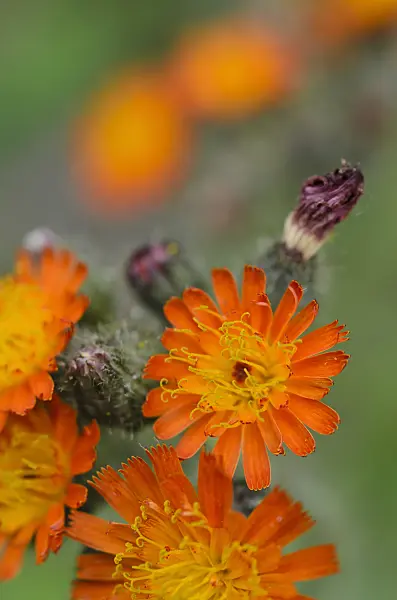 496407 - Orange hawkweed (Hieracium aurantiacum)
