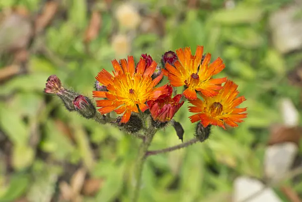 609045 - Orange hawkweed (Hieracium aurantiacum)