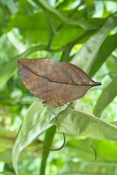 562017 - Orange oakleaf (Kallima inachus)